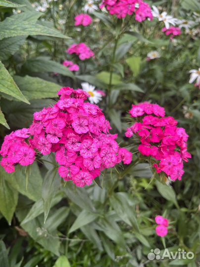 Осенняя астра