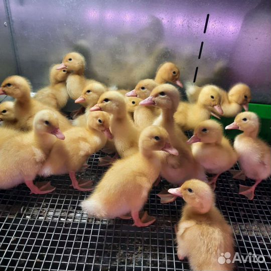 Бройлерные утята черри-велли вывод 23-24 августа