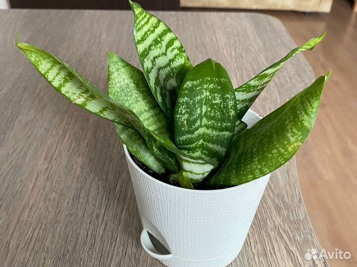 Сансевиерия