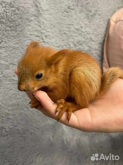 Алтайские белки