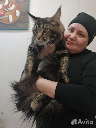 Коты на вязку
