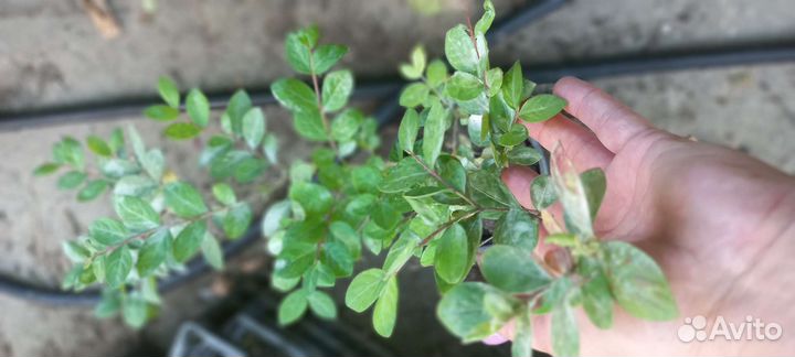 Лагерстремия