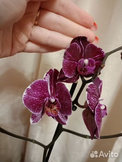 Орхидея фаленопсис