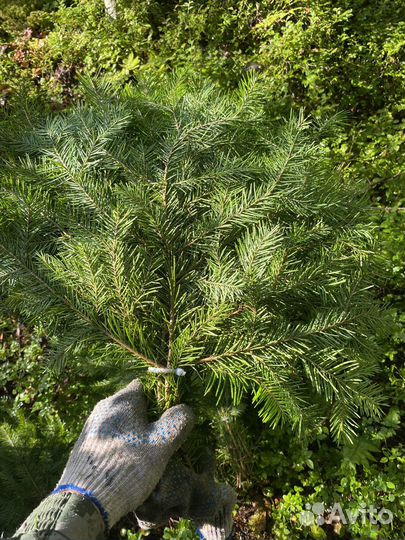 Веники для бани пихта