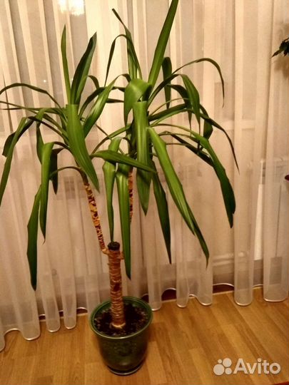 Пальма юкка