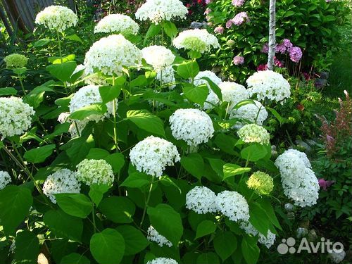 Плодовые и декоративные кустарники