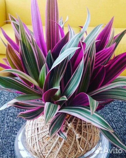 Традесканция рео