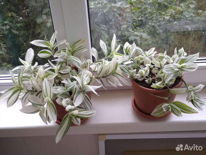 Комнатные растения