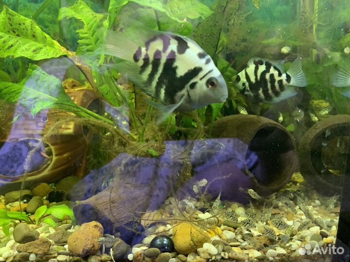 Рыбка сапфировый попугай