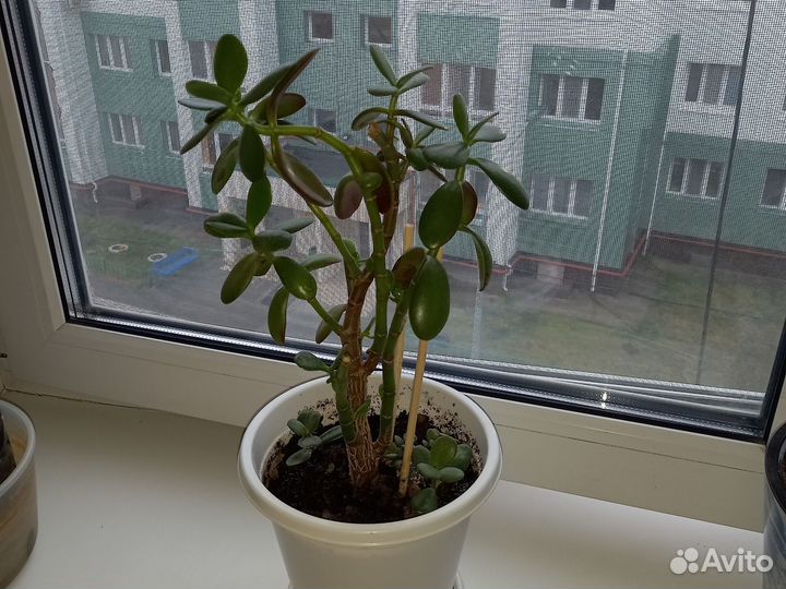 Денежное дерево (толстянка, крассула овата)