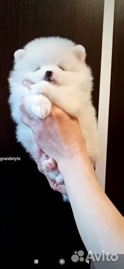 Щенки шпица