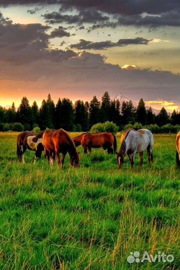 Табун лошадей