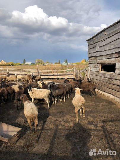 Овцы