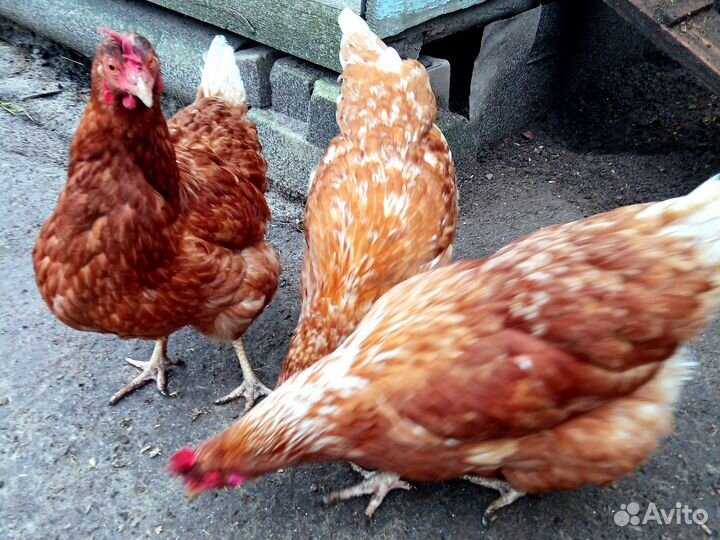 Куры несушки