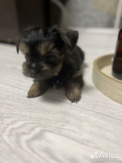 Йоркширский терьер мальчик