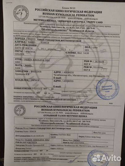 Такса стандартная жесткошерстная