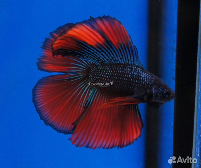 Рыбка петушок супердельта