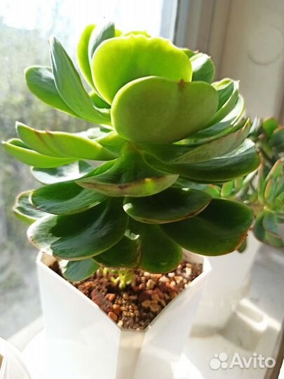 Эхеверия Peach pride