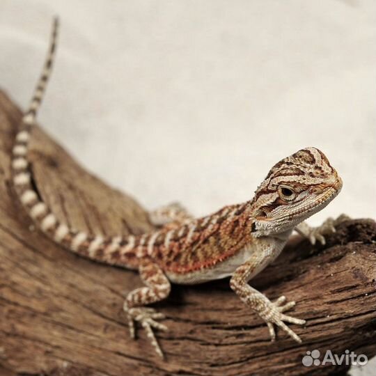 Агама в разведение - Ахатина - Василиск - Агама