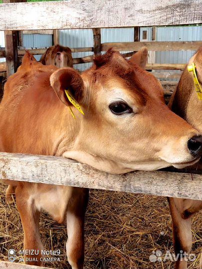 Телята племенные с доставкой