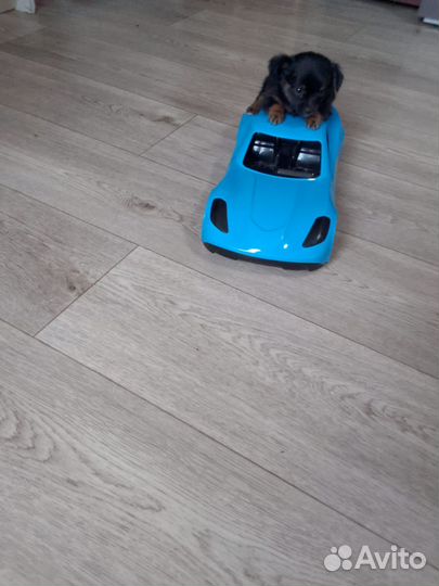 Той-терьер щенки