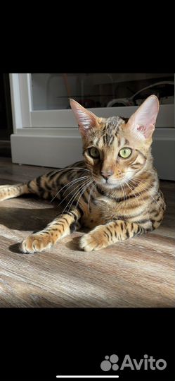 Бенгальский кот в добрые руки