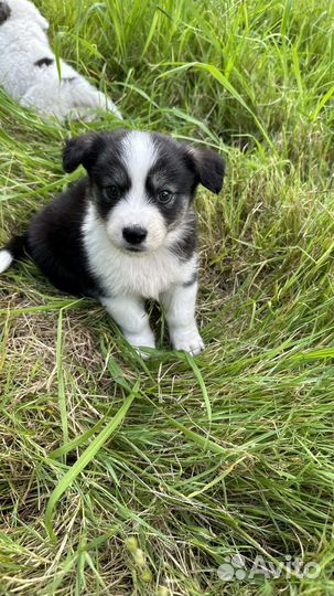Щенки в добрые руки даром