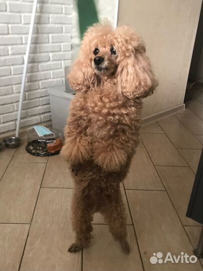 Выгул собак