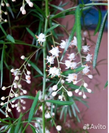 Цветы комнатные