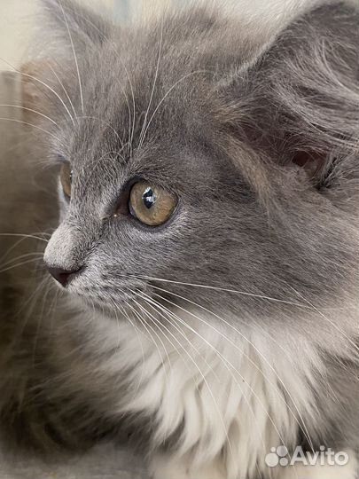 Котенок девочка ищет дом