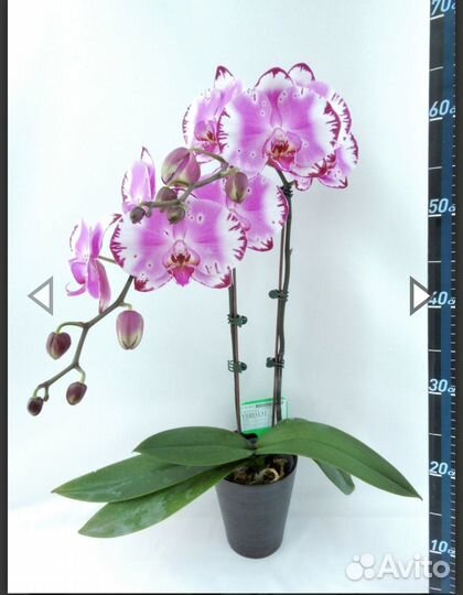 Фаленопсис younghome brother you