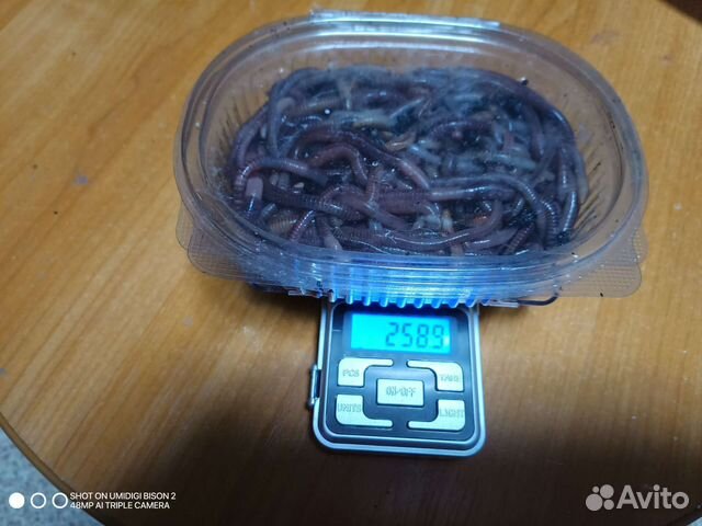 Черви для рыбалки