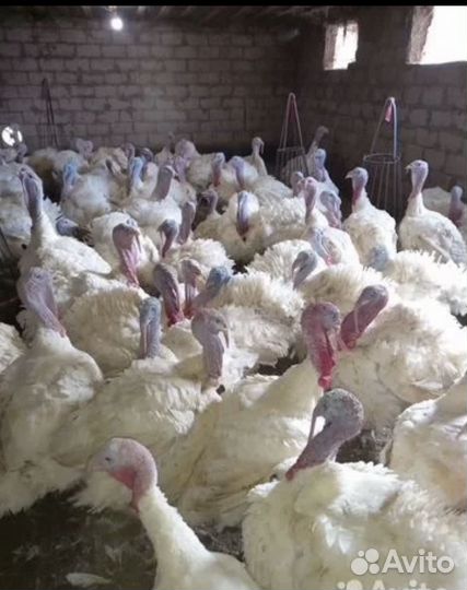 Индюки хайбрид конвертер