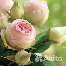 Пионовидная Роза Брайдал Пиано чайногибридная