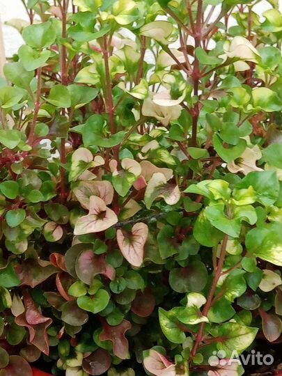 Клеродендрум. Альтернатера