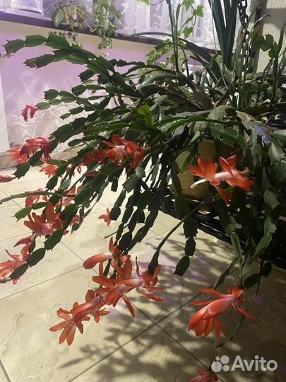 Декабрист шлюмбергера цветущий