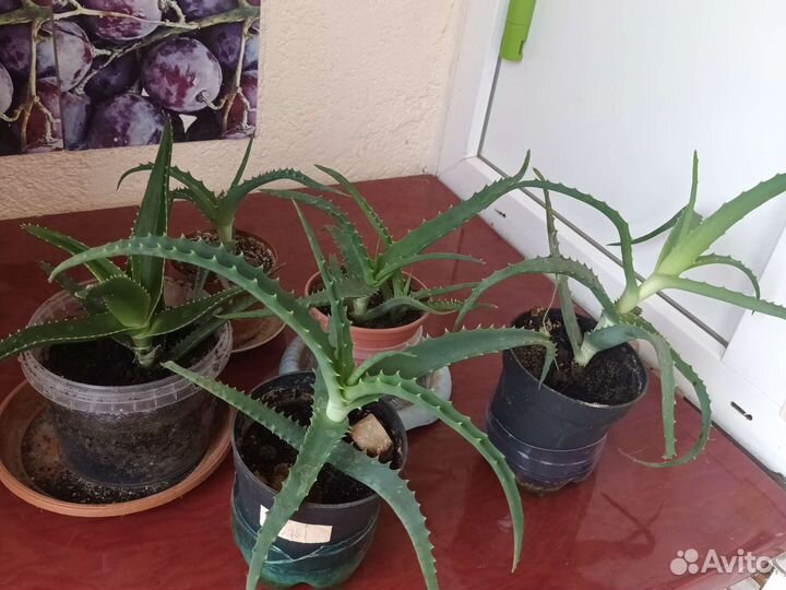 Алоэ столетник