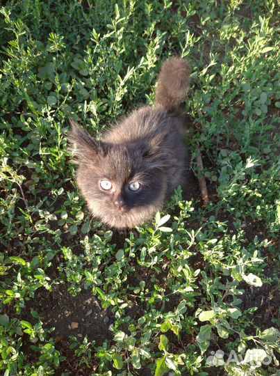 Котята в добрые руки бесплатно