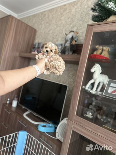 Микро мальчик мальтипу f1, до 2х кг взрослый