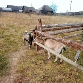 Козел альпийский