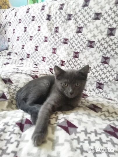 Отдам котенка Дымку