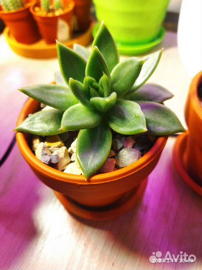 Кактусы и суккуленты