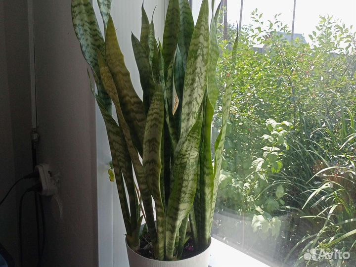 Сансевиерия