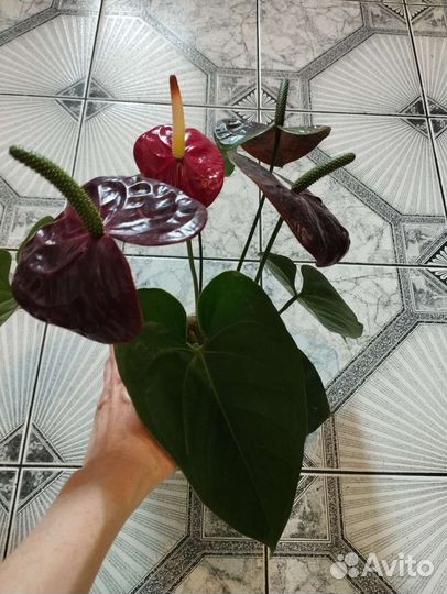 Антуриум Блэк Квин