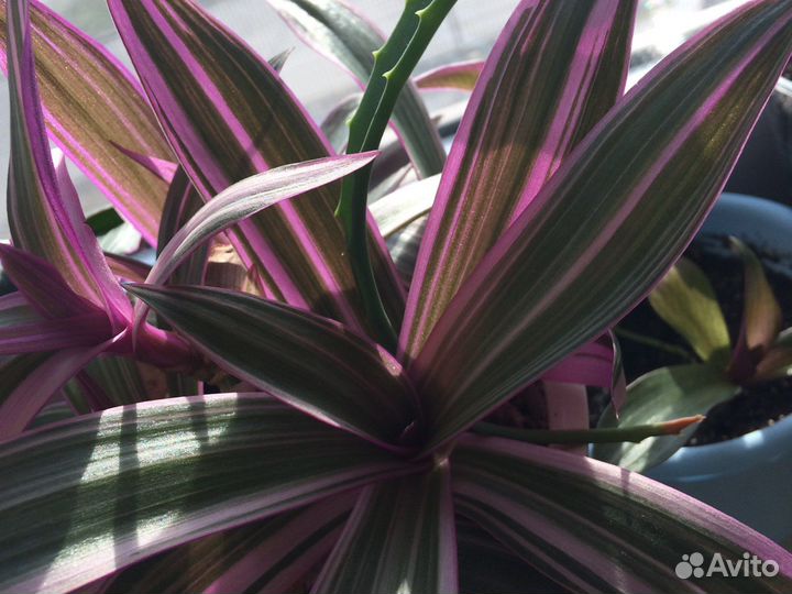 Рэо вариегантный