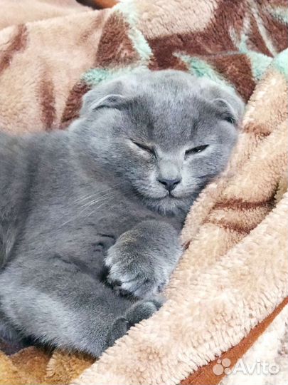 Британский кот