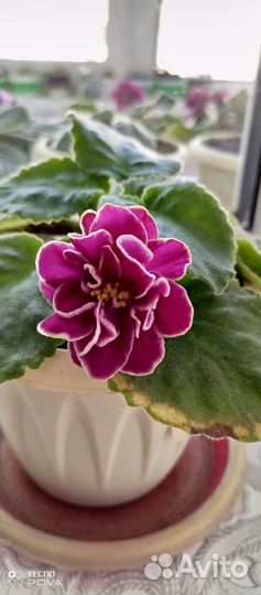 Сортовые фиалки