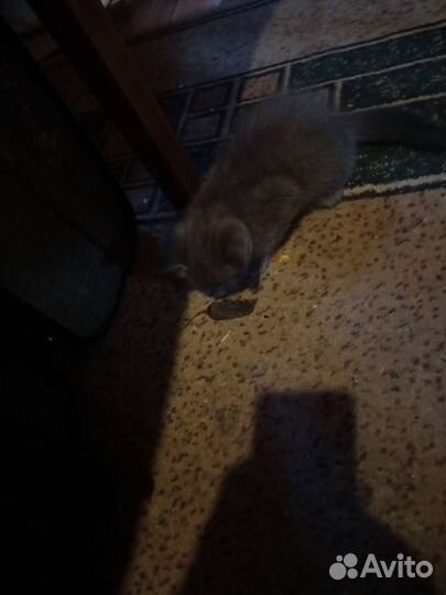 Котята в добрые руки бесплатно