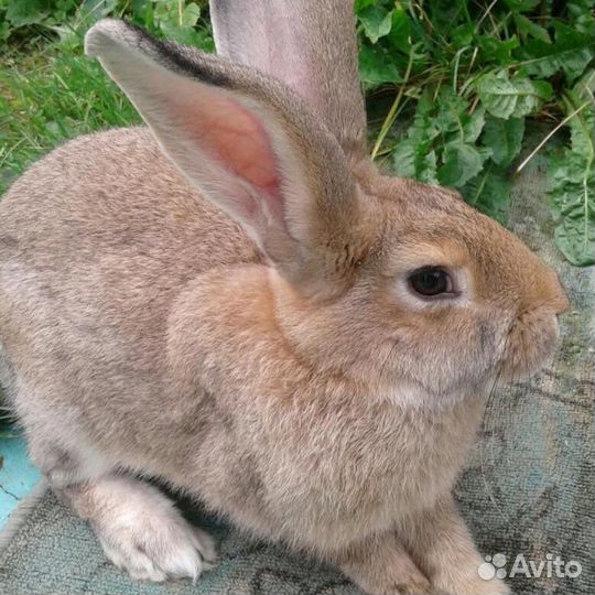 Кролик порода «Ризен»