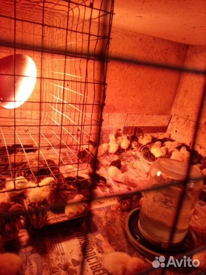 Перепела продажа